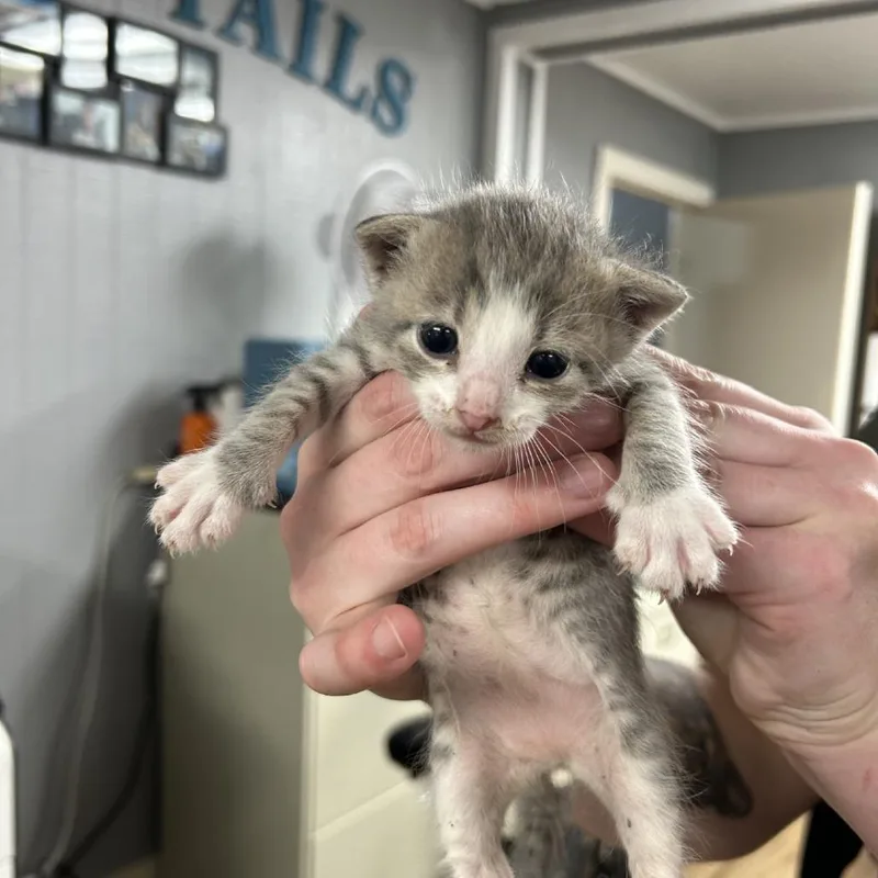 A baby small-sized male Gray / Blue / Silver Domestic Short Hair cat named Frankie for adoption in Houston, TX