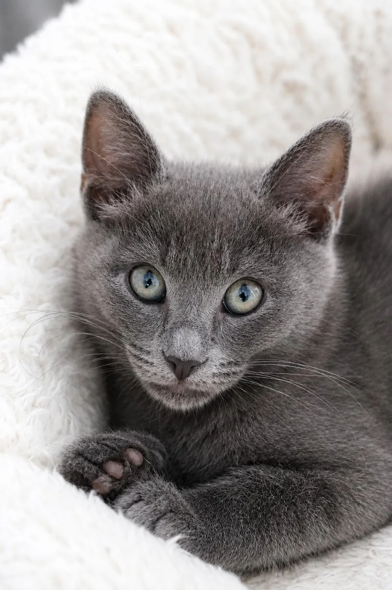 A baby small-sized female Gray / Blue / Silver Domestic Short Hair cat named Trixie for adoption in Union City, CA