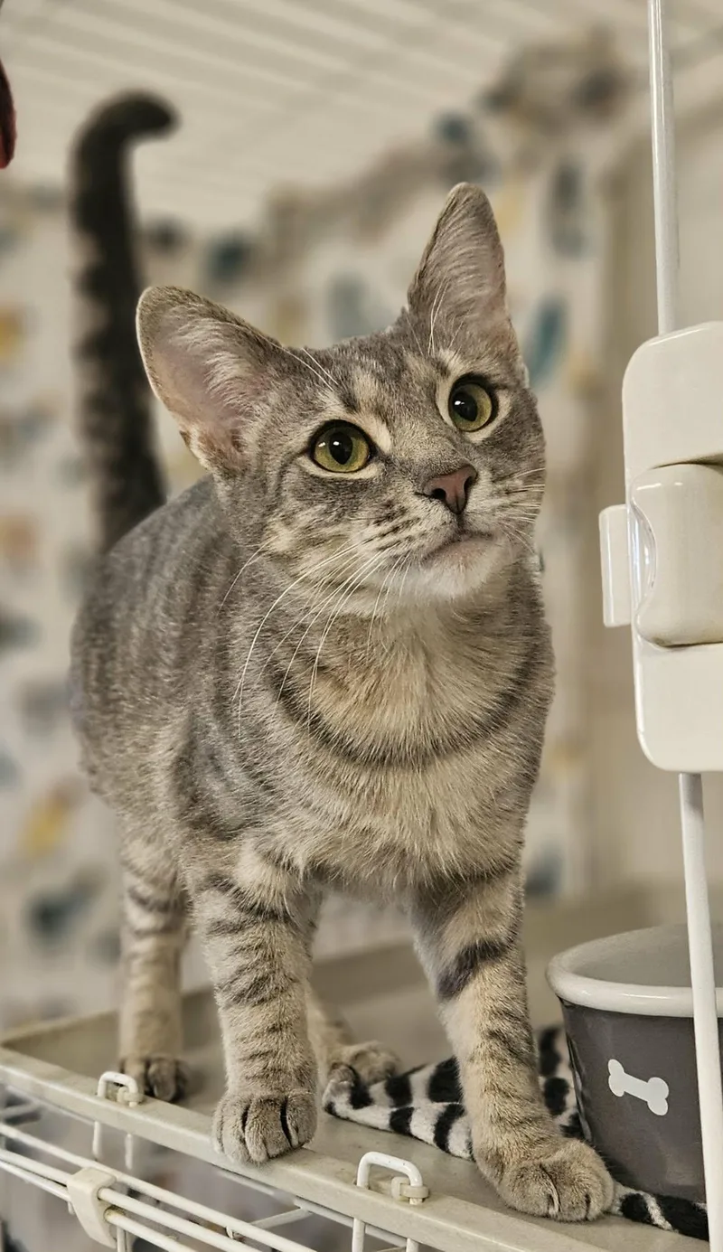 A young medium-sized female Tabby (Gray / Blue / Silver) Domestic Short Hair cat named Killian for adoption in Wapakoneta, OH