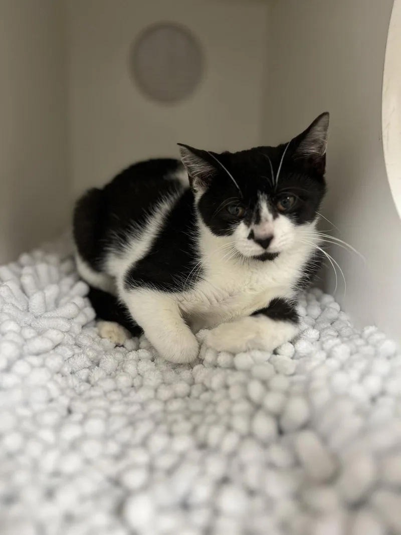 A young medium-sized female Domestic Short Hair cat named Hattie for adoption in Hilton Head Island, SC