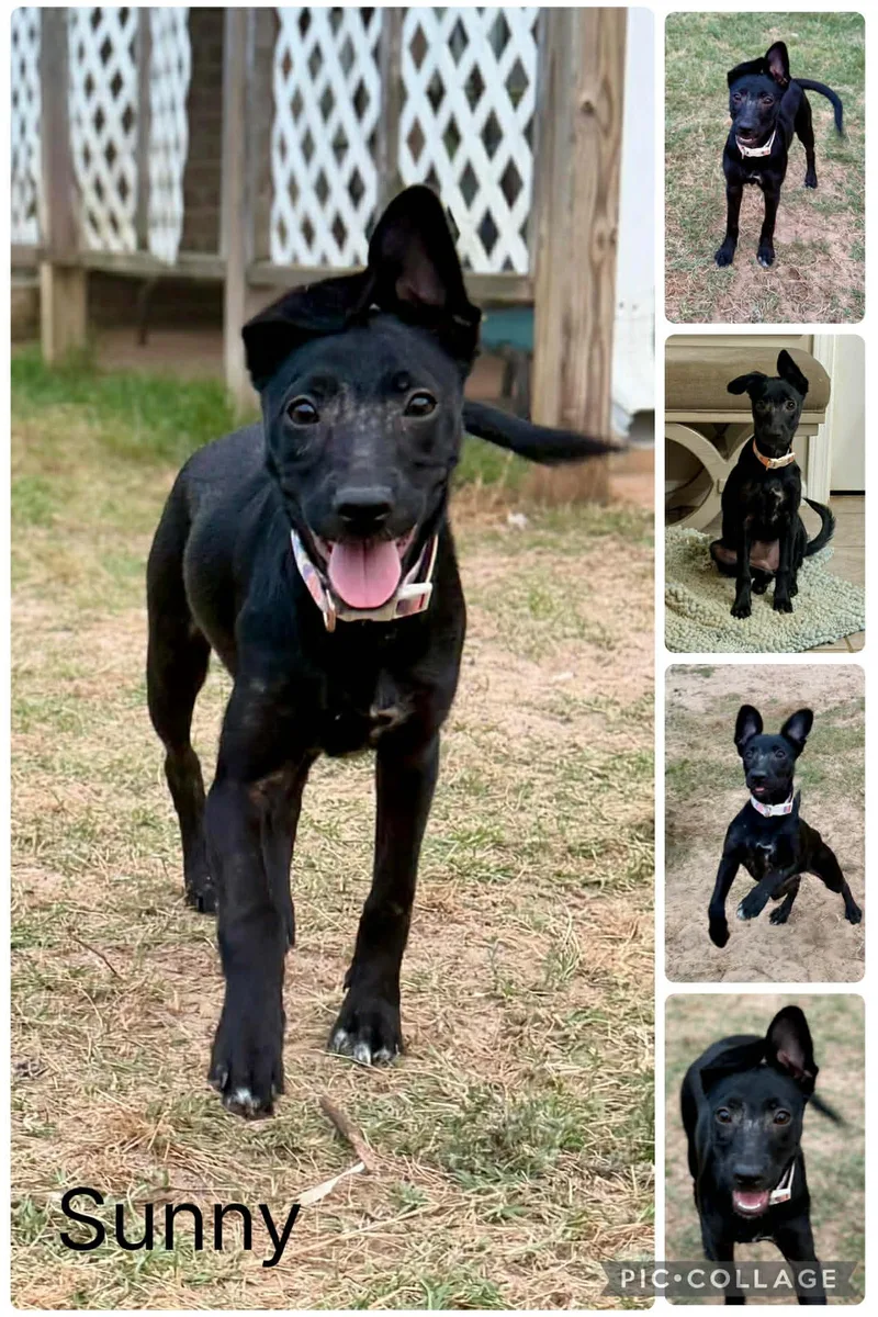 A young medium-sized male Black Mixed Breed dog named Sunny for adoption in Enterprise, AL