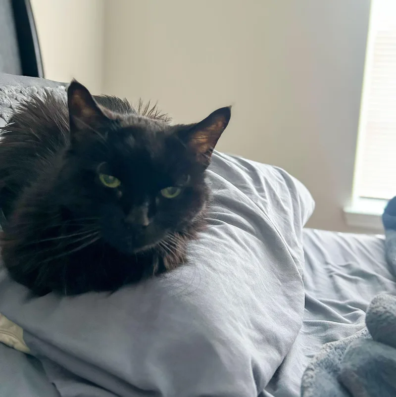 An adult medium-sized female Black Domestic Medium Hair cat named Spanky for adoption in Columbia, SC