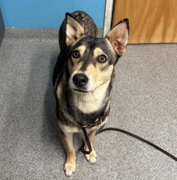A young medium-sized female Chihuahua dog named Chikis for adoption in Escondido, CA