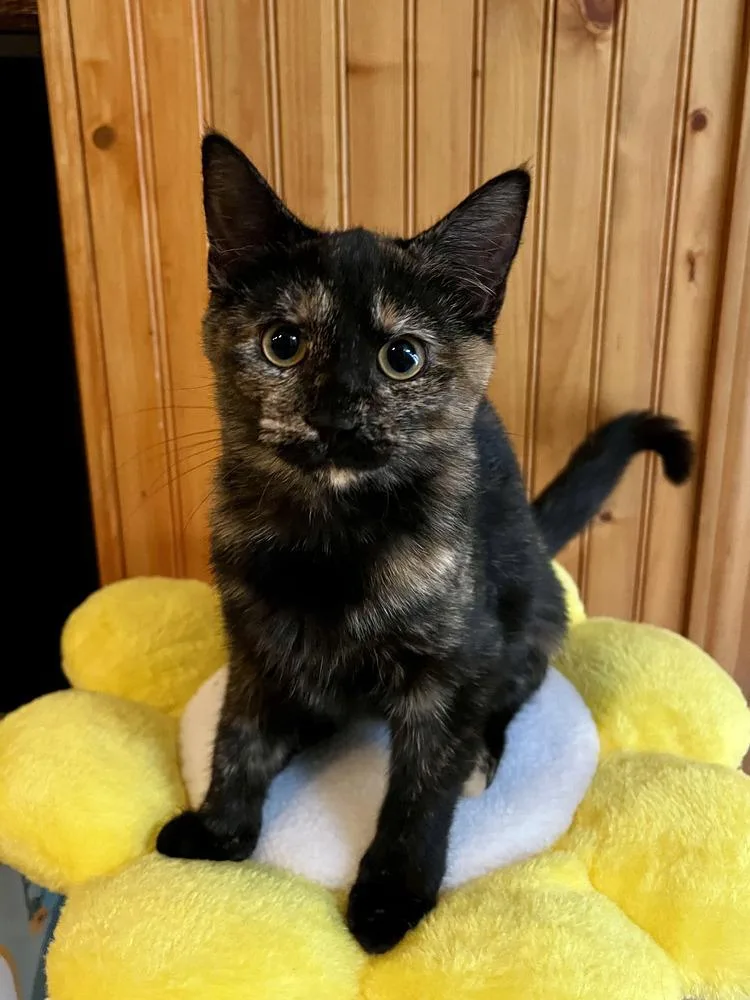 A baby medium-sized female Domestic Short Hair cat named Sienna for adoption in Emerald Isle, NC