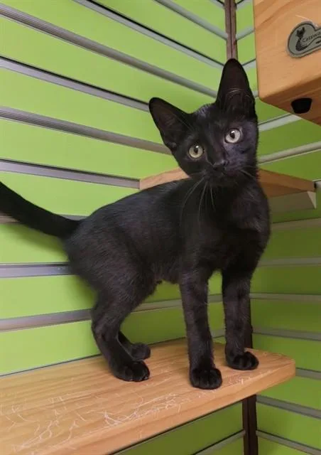 A baby small-sized female Domestic Short Hair cat named Gemma for adoption in Saint Peters, MO