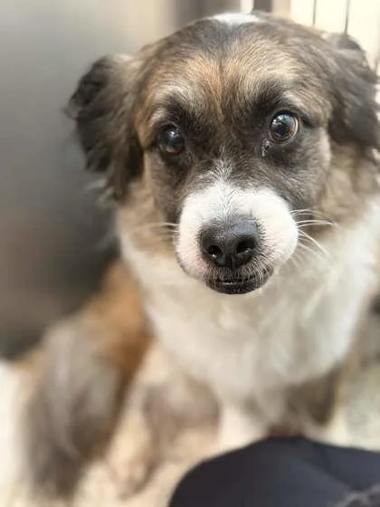 An adult small-sized female Mixed Breed dog named Pepper for adoption in Memphis, TN