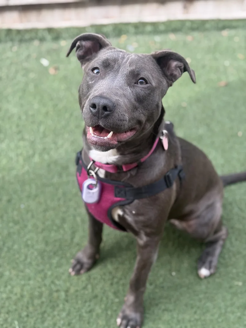 Betty Boop thumbnail 2