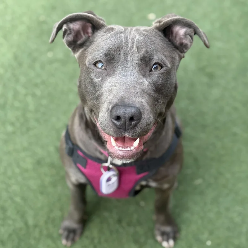 Betty Boop thumbnail 3