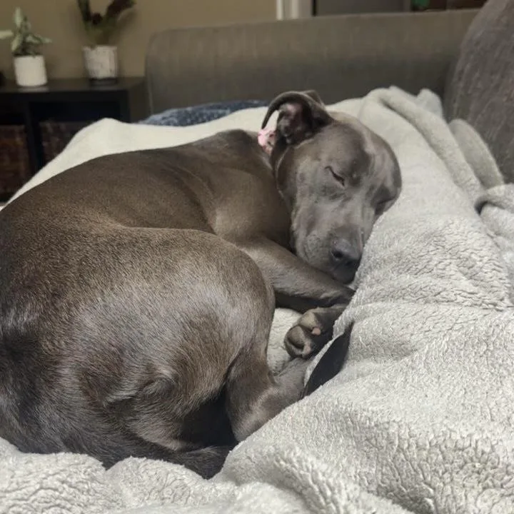 Betty Boop thumbnail 5