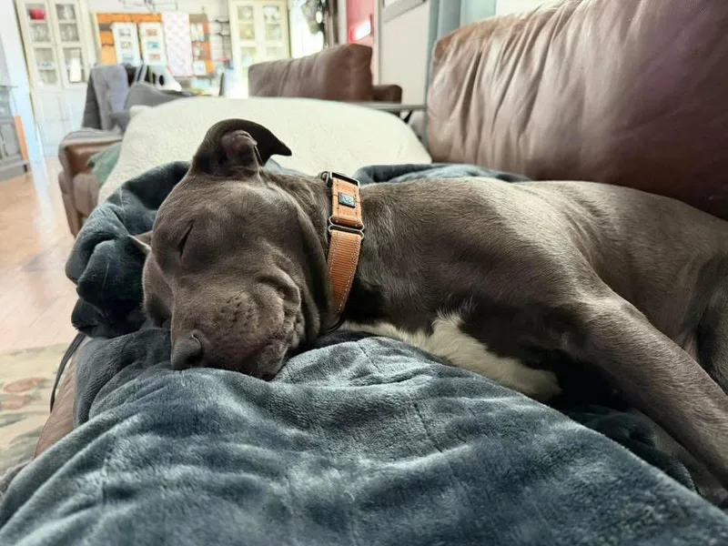 Betty Boop thumbnail 6