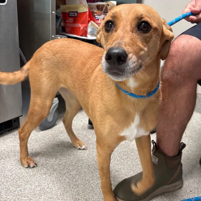 An adult medium-sized female Yellow / Tan / Blond / Fawn Labrador Retriever dog named Nola for adoption in Englewood, FL