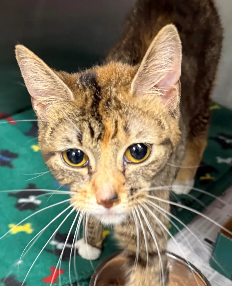 A young small-sized female Tabby (Buff / Tan / Fawn) Domestic Short Hair cat named Coku for adoption in Edison, NJ