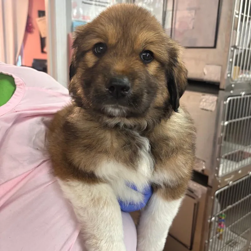 Mr. Bobinsky thumbnail 2