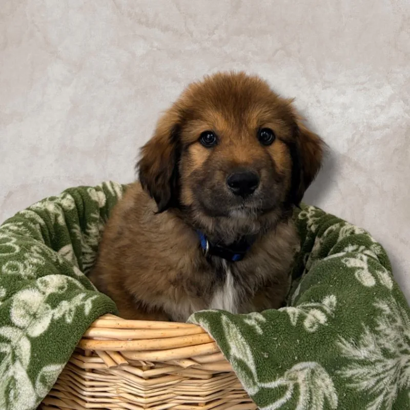 Mr. Bobinsky thumbnail 3