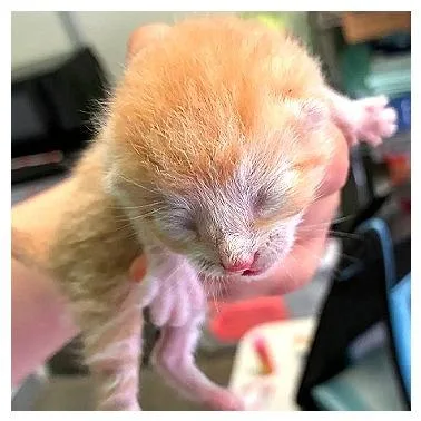 A baby small-sized male Orange / Red Domestic Short Hair cat named Maple for adoption in Los Angeles, CA