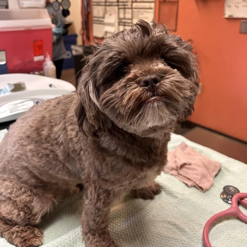 An adult small-sized male Brown / Chocolate Shih Tzu dog named Boomer for adoption in Flagstaff, AZ