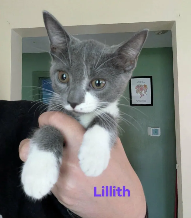 A young small-sized female Gray & White Domestic Short Hair cat named Lilith for adoption in Manchester, CT