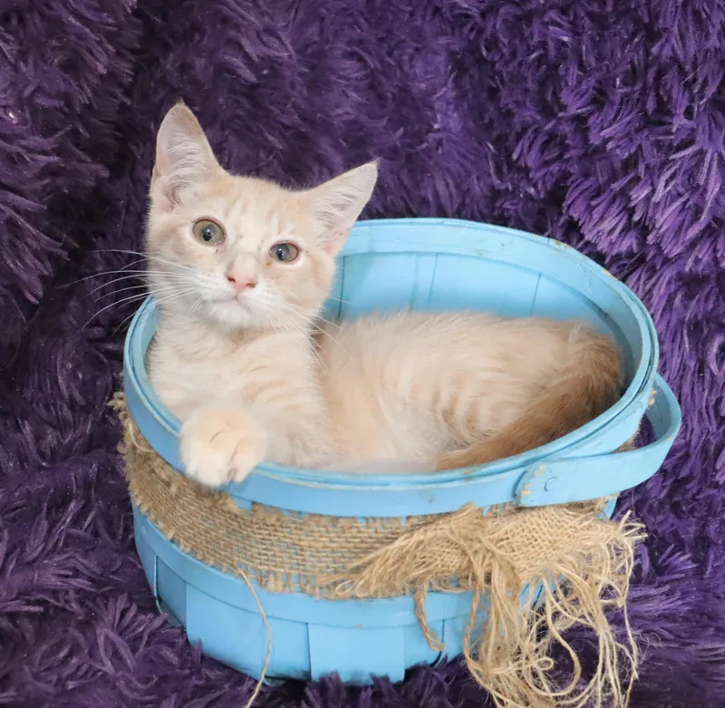 A baby medium-sized male Tabby (Orange / Red) Tabby cat named Popcorn for adoption in Saint Augustine, FL