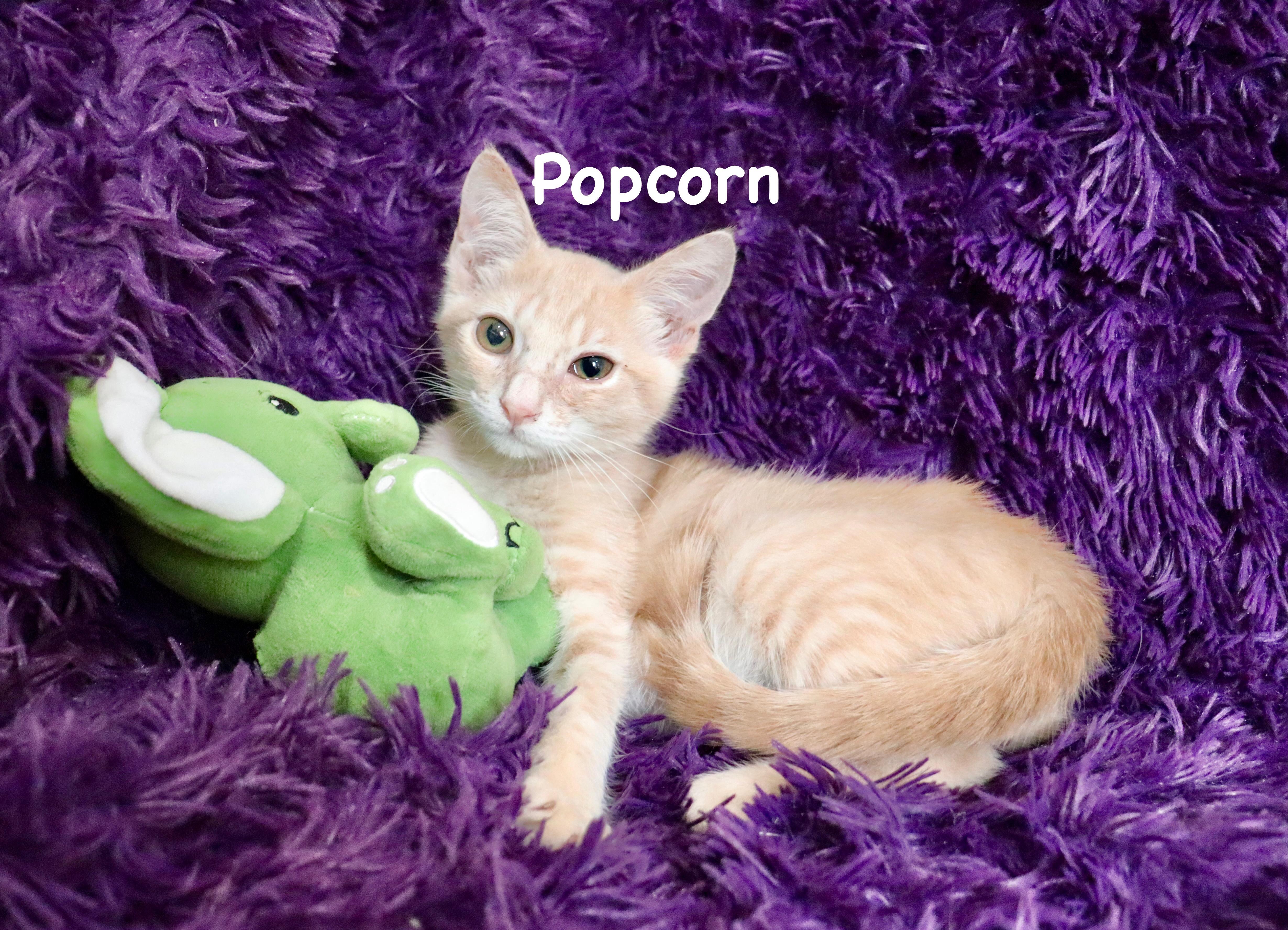 Popcorn thumbnail 6