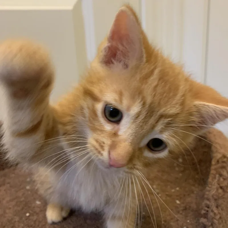 Cheeto Georgia TL