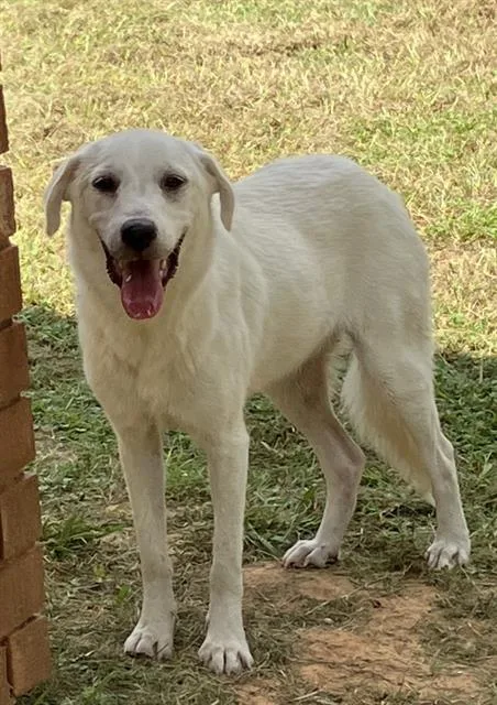 A young large-sized female Mixed Breed dog named Jill for adoption in Dallas, TX