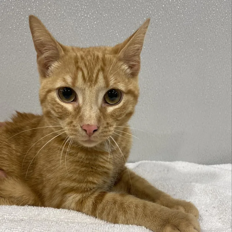 An adult extra large-sized male Orange / Red Domestic Short Hair cat named Ziggy for adoption in Tampa, FL