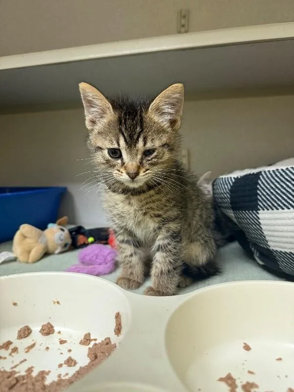A young small-sized male Tabby (Brown / Chocolate) Domestic Short Hair cat named Curry for adoption in Osseo, MI