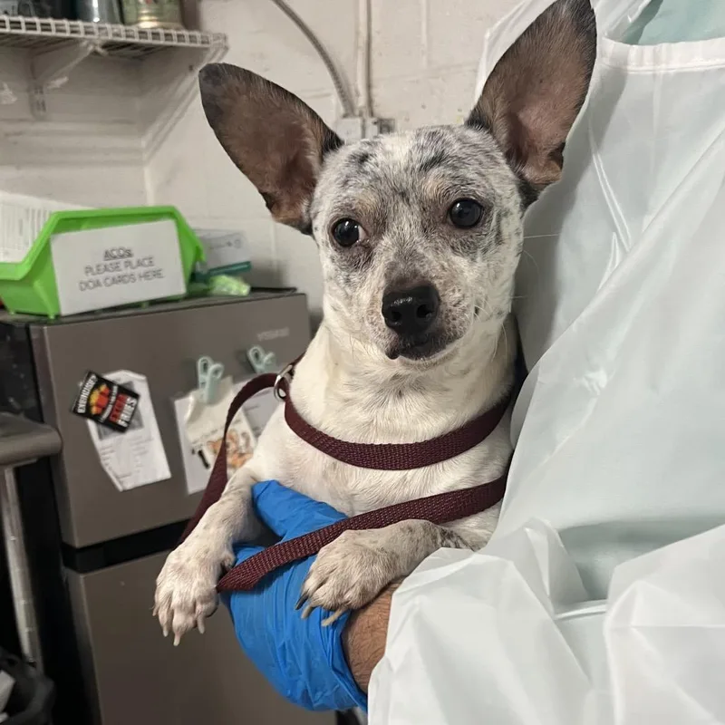 A senior small-sized male Chihuahua dog named Damon for adoption in Edinburg, TX