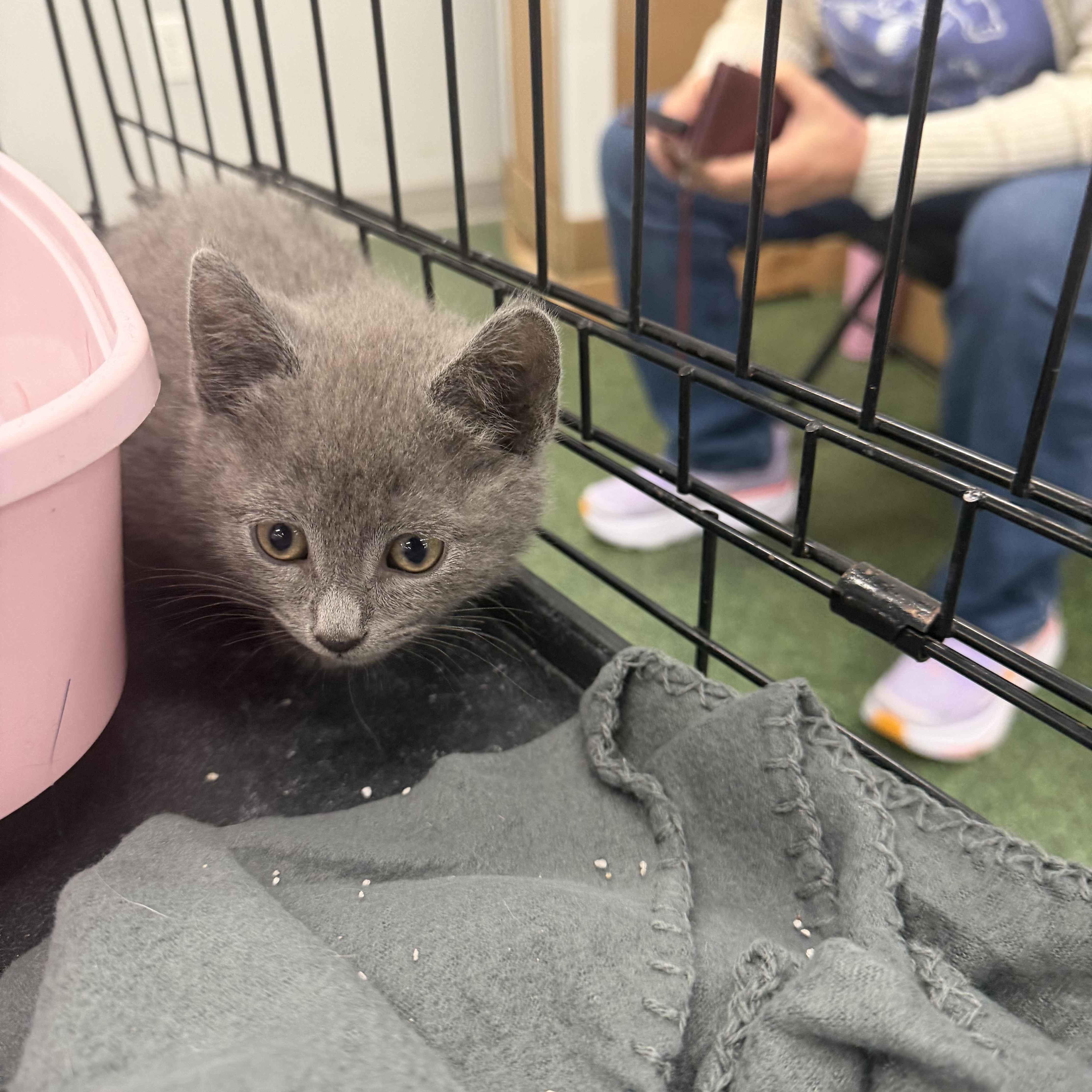 A baby medium-sized male Russian Blue cat named Bacon And Porkbelly for adoption in Charlotte, NC