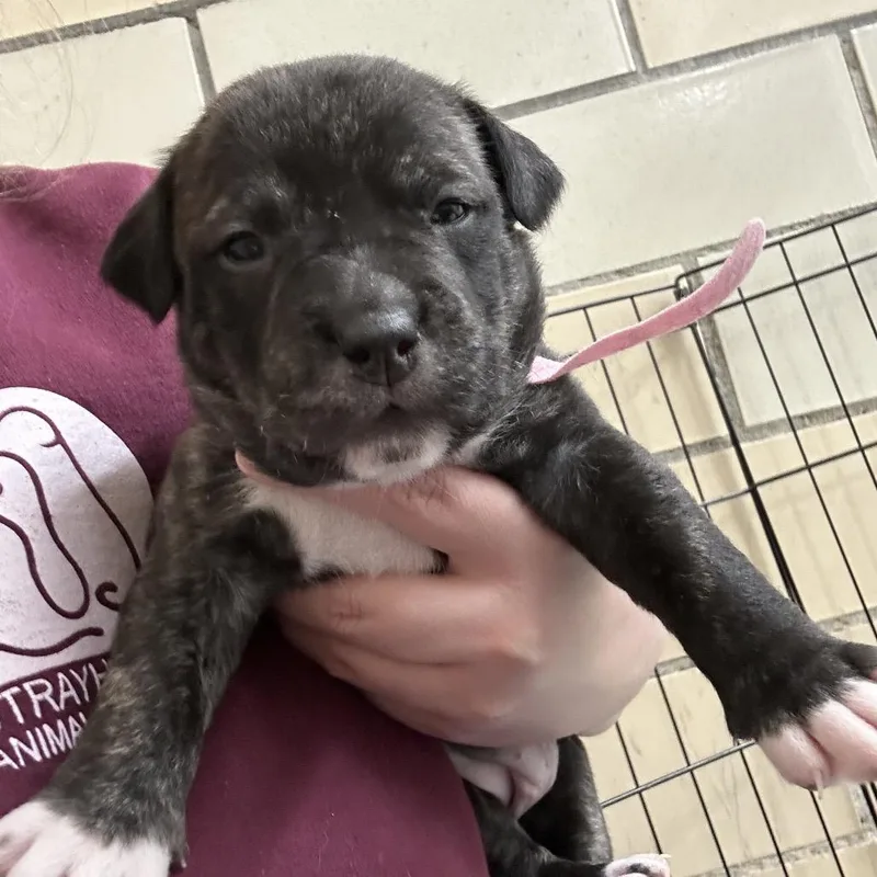 A baby small-sized female Brown / Chocolate Mixed Breed dog named Ivypink for adoption in Greenville, PA