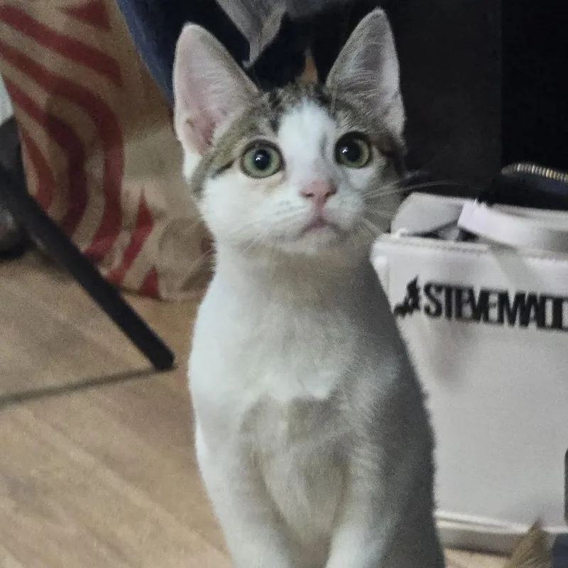 A baby small-sized female White Domestic Short Hair cat named Treasure for adoption in Jarrettsville, MD