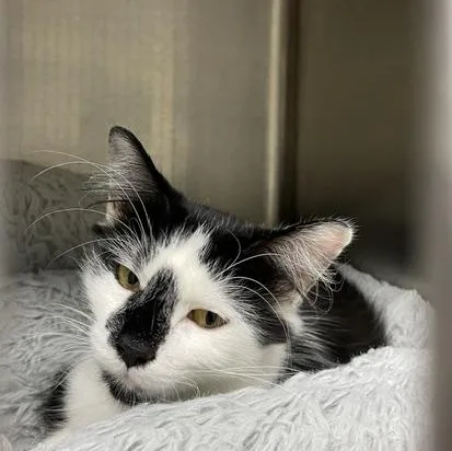 A young medium-sized female Black Domestic Medium Hair cat named Ivy for adoption in Attleboro, MA