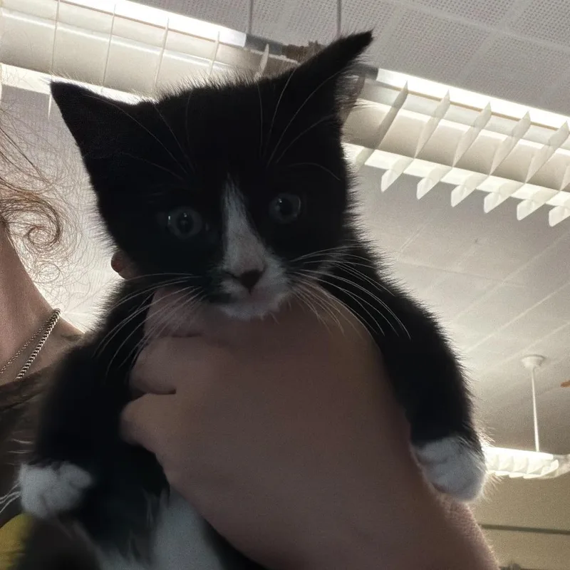 A baby small-sized male Black Domestic Medium Hair cat named Hector for adoption in Oak Hill, WV