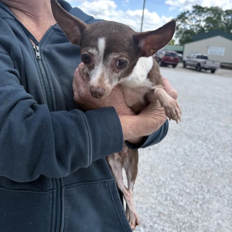 A senior small-sized female Brown / Chocolate Chihuahua dog named Kaitlyn for adoption in Normal, IL