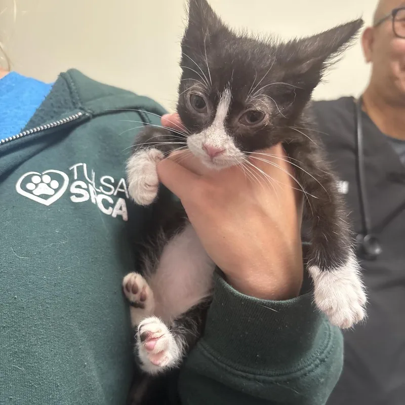 A baby small-sized female Domestic Short Hair cat named Beep for adoption in Tulsa, OK