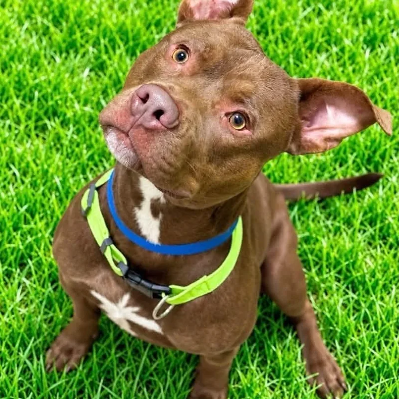 An adult medium-sized male Brown / Chocolate Pit Bull Terrier dog named Frodo for adoption in Battle Creek, MI