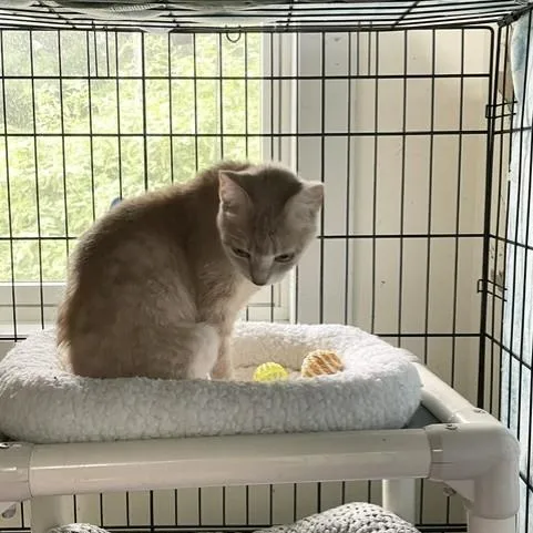 A young medium-sized female Buff / Tan / Fawn Domestic Short Hair cat named James for adoption in Attleboro, MA
