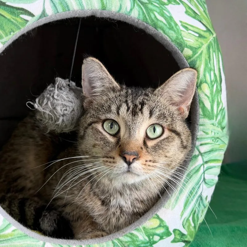 Chester Copperpot thumbnail 2