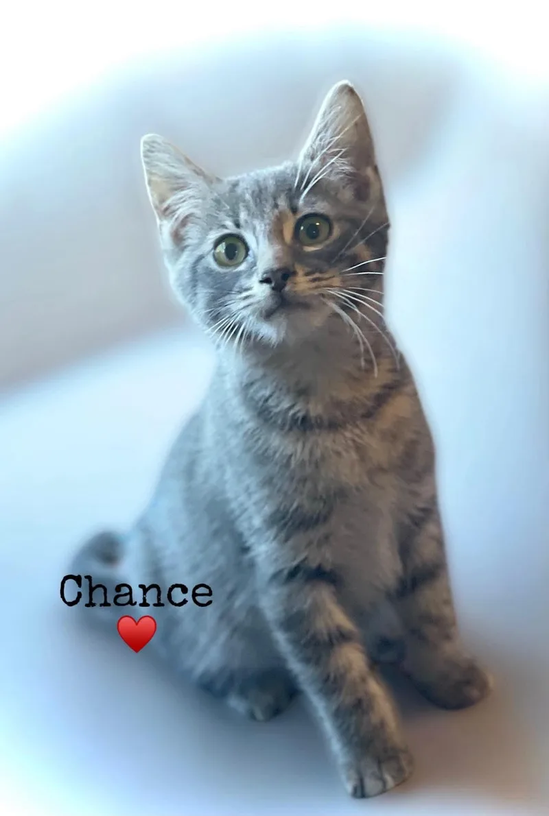 A baby medium-sized male Domestic Short Hair cat named Chance for adoption in Dansville, NY