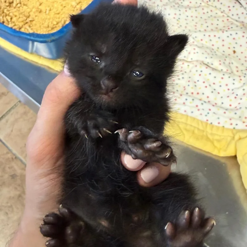 Tuscstray thumbnail 2