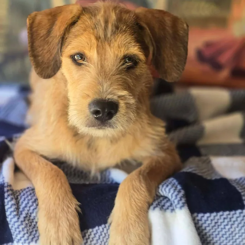 A young small-sized male Border Terrier dog named Wally for adoption in Tylertown, MS