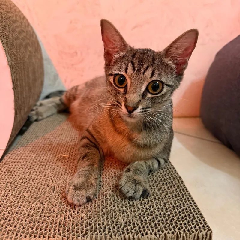An adult medium-sized female Brown / Chocolate Domestic Short Hair cat named HR Director for adoption in Austin, TX