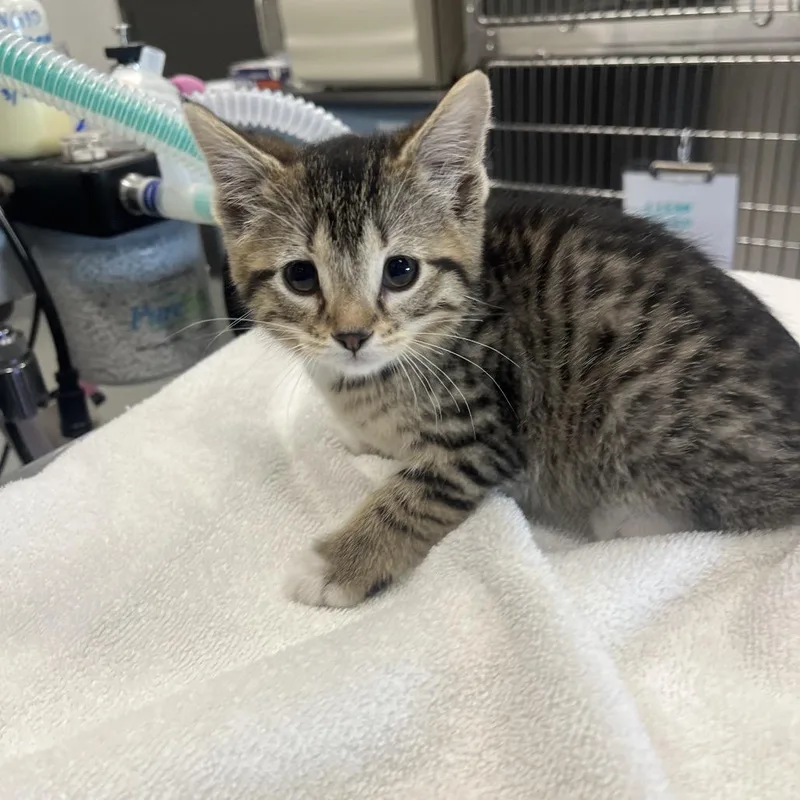 A baby small-sized female Brown / Chocolate Domestic Short Hair cat named Mamma Mia for adoption in Hinsdale, IL