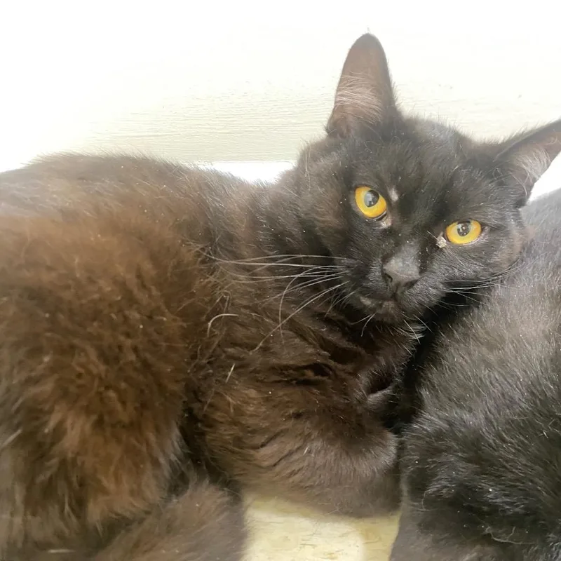 A young medium-sized male Domestic Short Hair cat named Hex for adoption in Fall River, MA