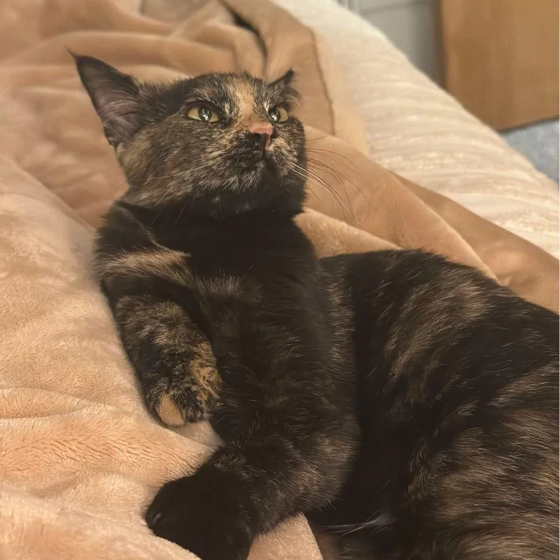 A young medium-sized female Domestic Short Hair cat named Chimichurri for adoption in Jackson, WY