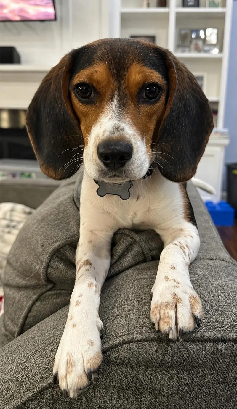 A young small-sized female Tricolor (Brown, Black, & White) Beagle dog named Willow for adoption in Godfrey, IL