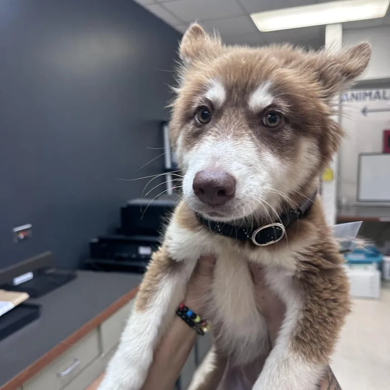 A young small-sized female Brown / Chocolate Mixed Breed dog named StrayCenterStreet for adoption in Columbus, GA