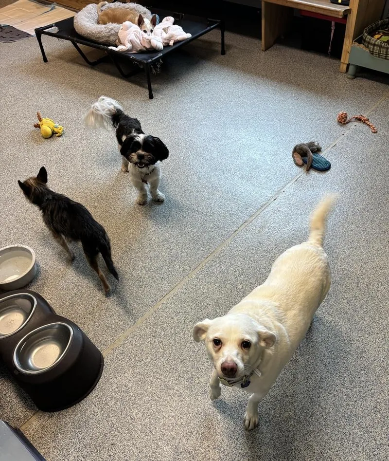 An adult medium-sized female Terrier dog named Bella for adoption in Bartlesville, OK