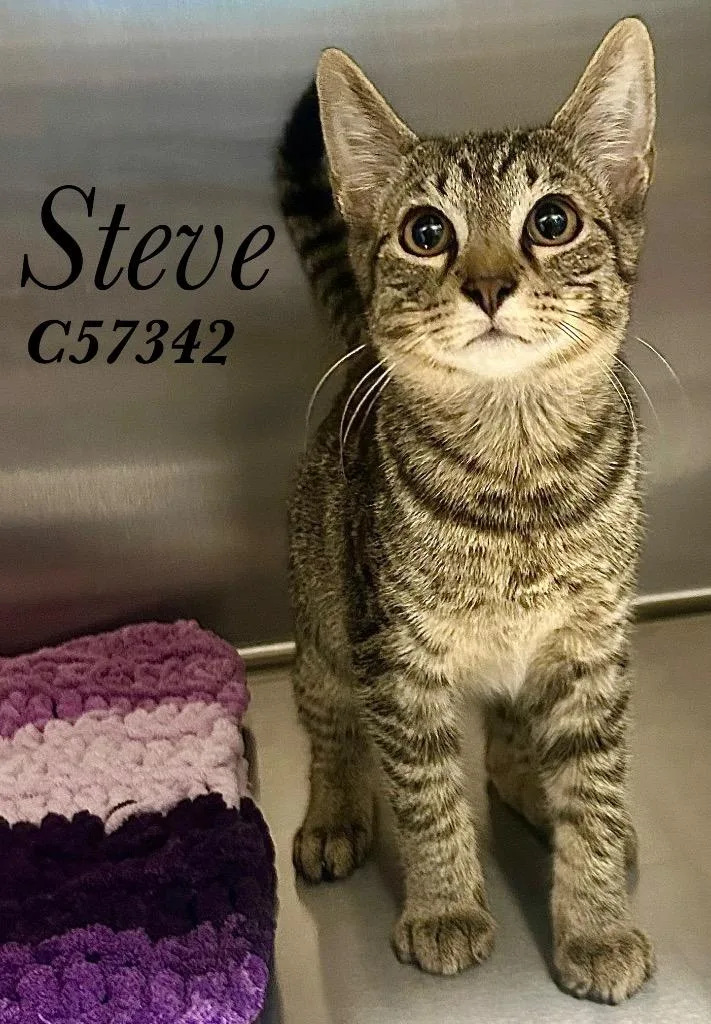 Steve
