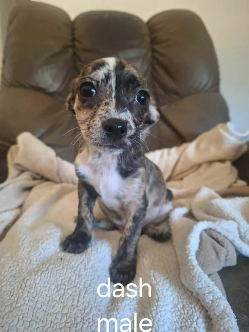 Dash